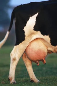 0-0Udder